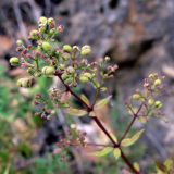 Galium boreale