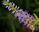 Veronica longifolia. Часть соцветия. Воронежская обл., Павловский р-н, окр. с. Михайловка (Шипов лес). 18.06.2011.