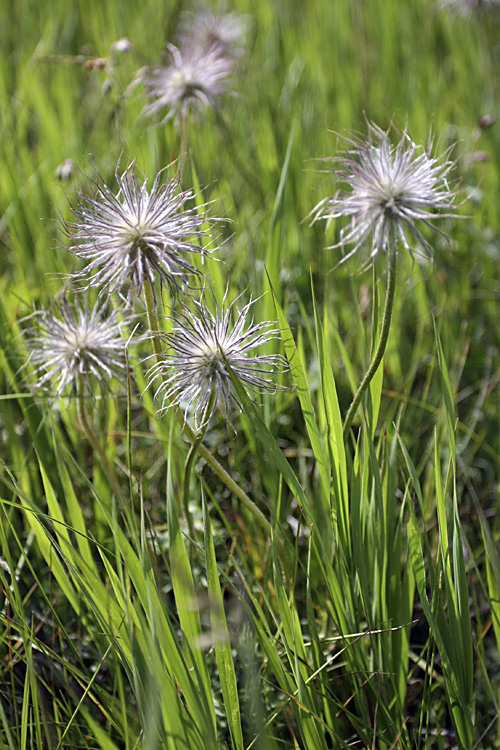 Image of Pulsatilla campanella specimen.