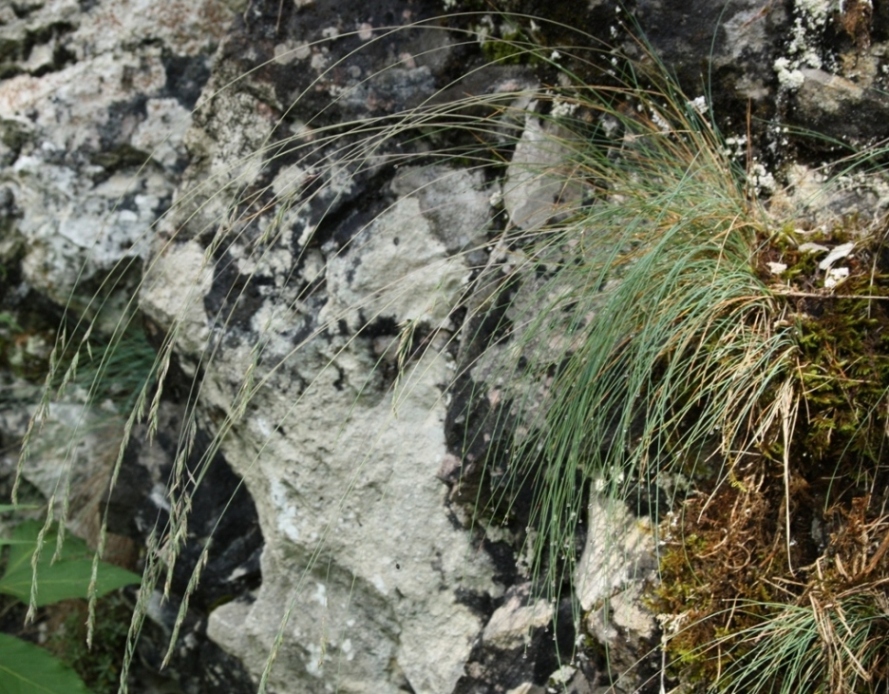 Изображение особи Festuca pseudodalmatica.