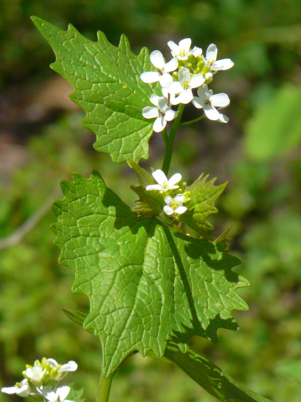 Image of Alliaria petiolata specimen.