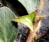 Hedera hibernica