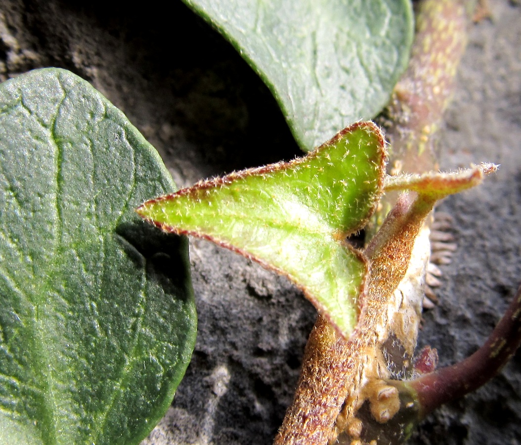 Image of Hedera hibernica specimen.