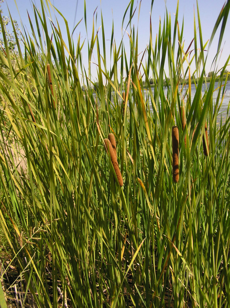 Image of Typha angustifolia specimen.