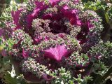 Brassica oleracea разновидность viridis. Густо олиственная верхушка побега. Московская обл., дачный участок. 23.08.2001.
