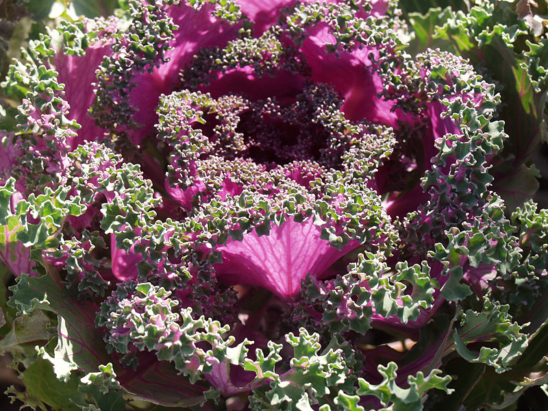 Изображение особи Brassica oleracea var. viridis.