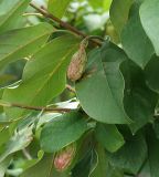 genus Magnolia. Побеги с плодами. Приморье, Владивосток, Ботанический сад. 23.08.2009.
