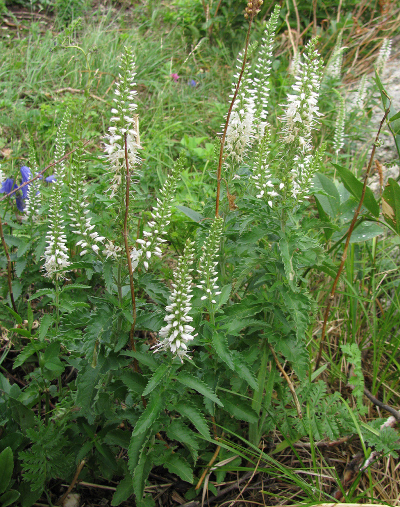 Image of Veronica daurica specimen.