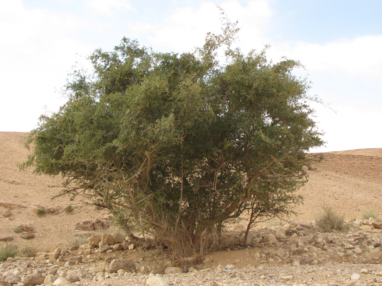 Image of Ziziphus spina-christi specimen.