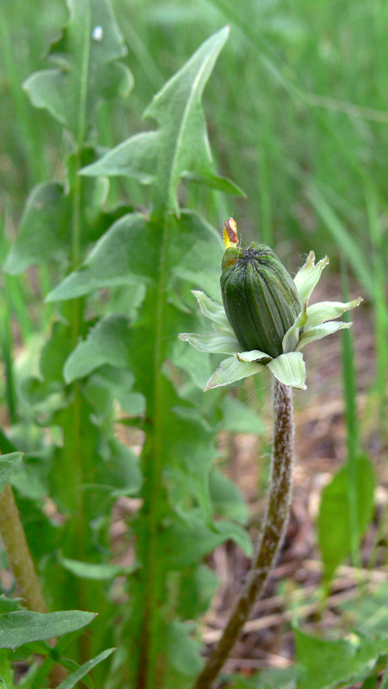 Изображение особи Taraxacum marklundii.