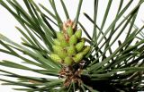 Pinus contorta. Верхушка ветви с микростробилами. Германия, г. Кемпен, у дороги. 08.04.2012.