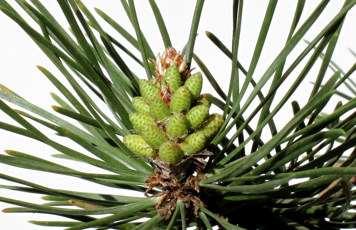 Изображение особи Pinus contorta.