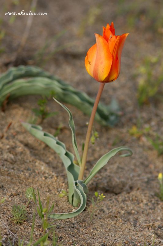 Изображение особи Tulipa lehmanniana.