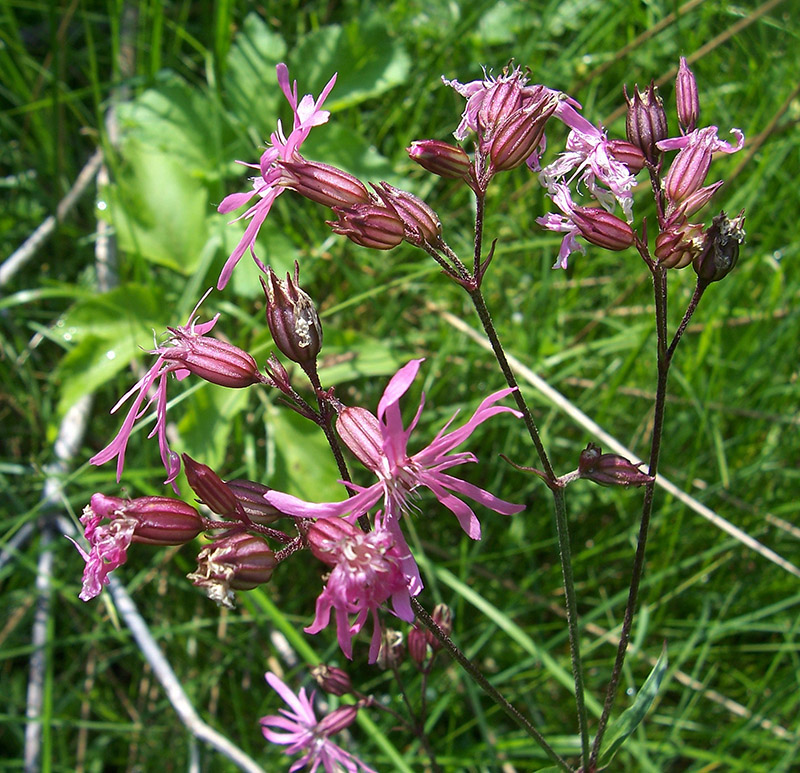 Изображение особи Coccyganthe flos-cuculi.