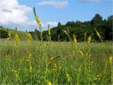 Agrimonia eupatoria