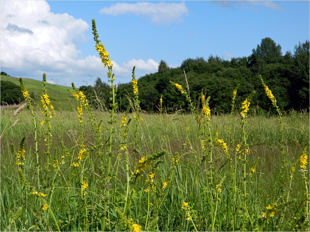 Изображение особи Agrimonia eupatoria.