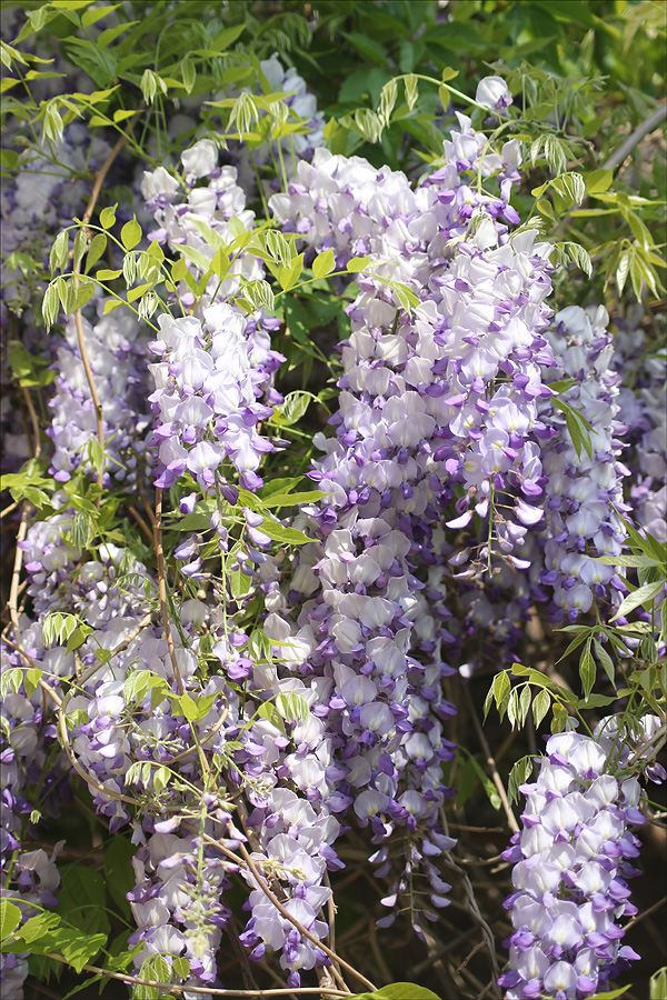 Изображение особи Wisteria sinensis.