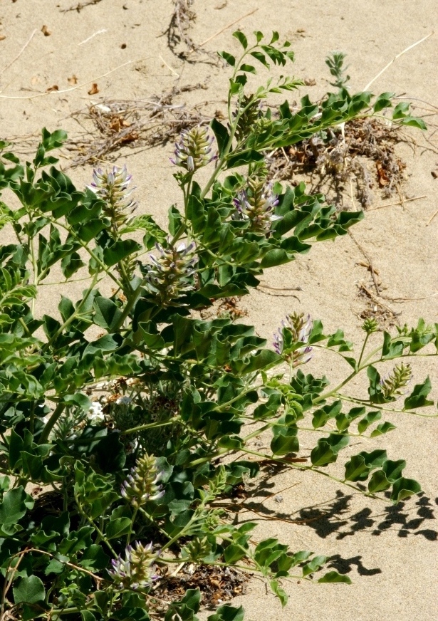 Image of Glycyrrhiza gobica specimen.