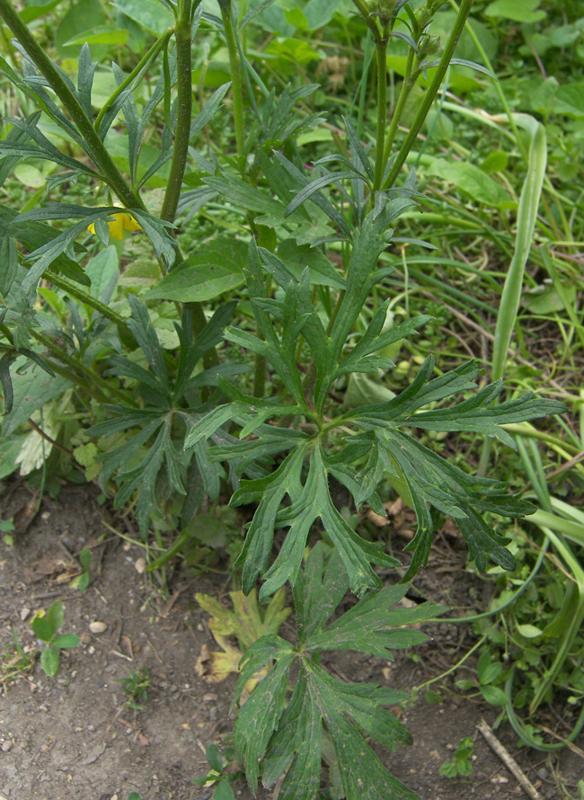 Изображение особи Ranunculus meyerianus.