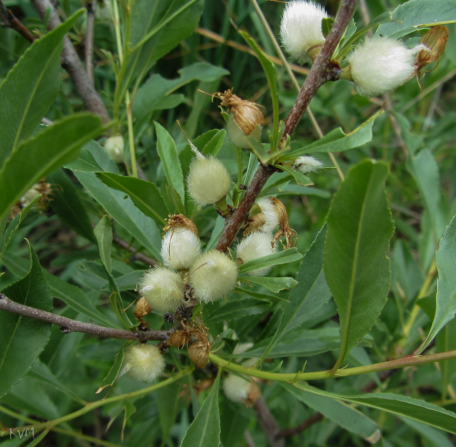 Изображение особи Amygdalus ledebouriana.