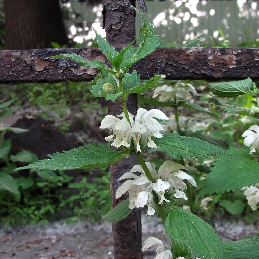 Image of Lamium album specimen.