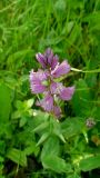 Polygala major