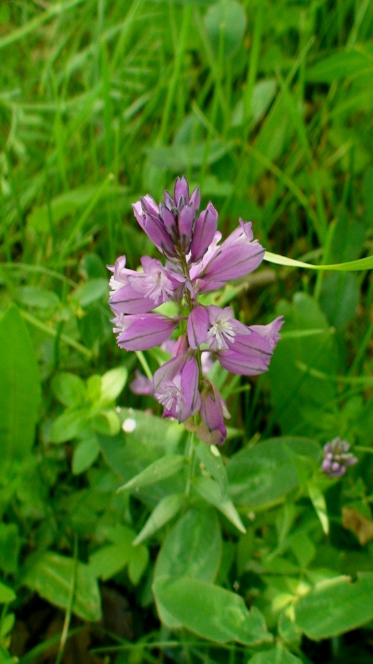 Изображение особи Polygala major.