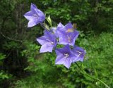 Campanula persicifolia. Соцветие. Украина, Черкасская обл., Каневский р-н, региональный ландшафтный парк \"Трахтемиров\", урочище \"Монастырок\". 26 мая 2012 г.