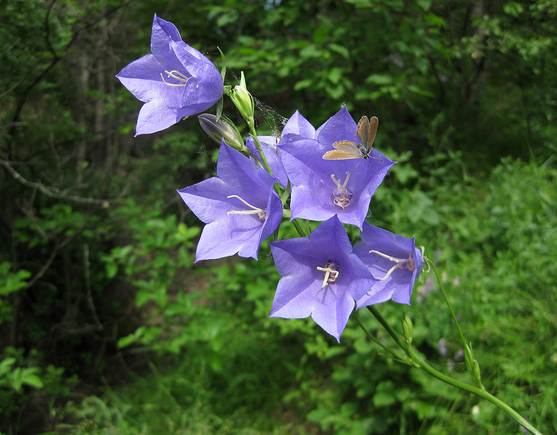 Изображение особи Campanula persicifolia.