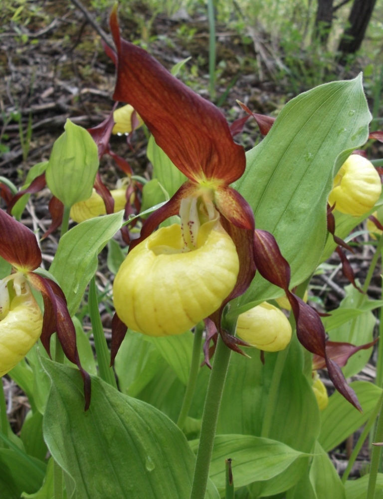 Изображение особи Cypripedium calceolus.