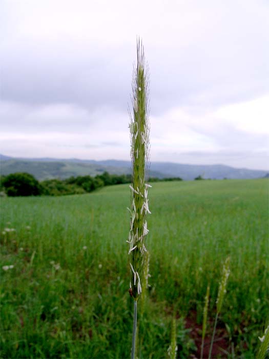 Изображение особи Hordeum bulbosum.