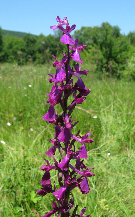 Image of Anacamptis laxiflora ssp. elegans specimen.