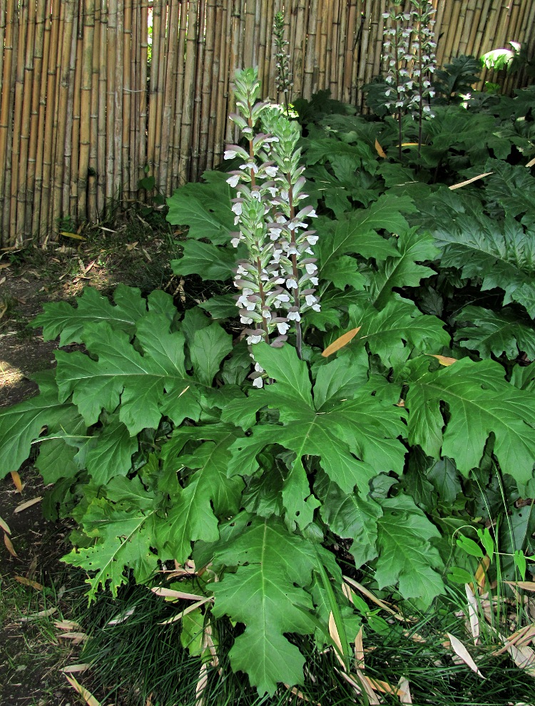 Image of Acanthus mollis specimen.