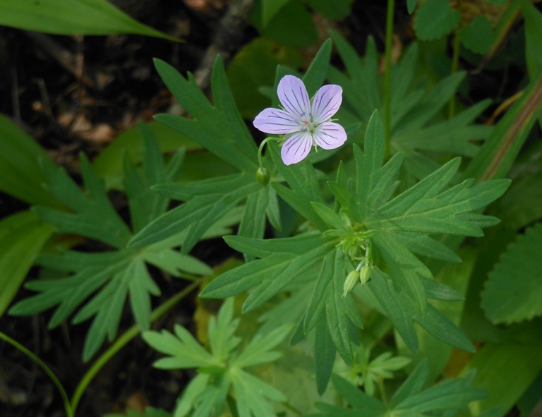 Изображение особи Geranium dahuricum.