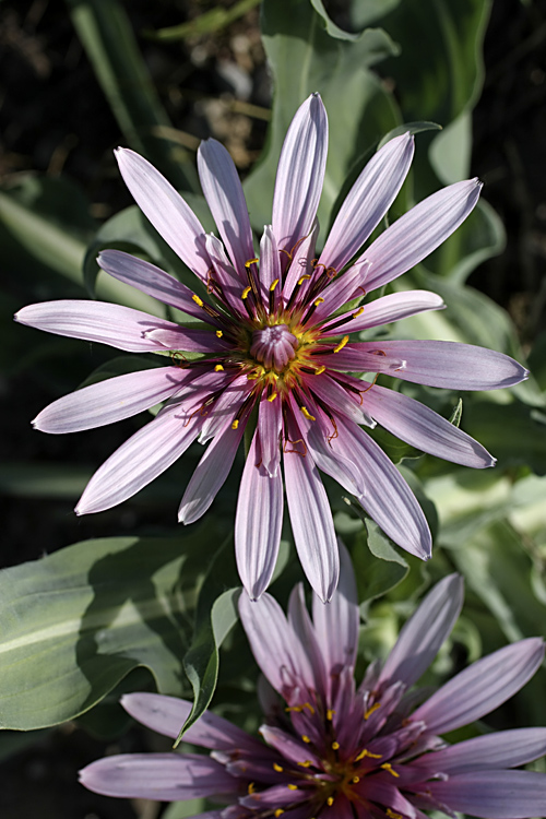 Image of Tragopogon marginifolius specimen.