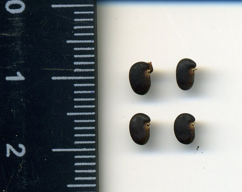 Image of Robinia pseudoacacia specimen.
