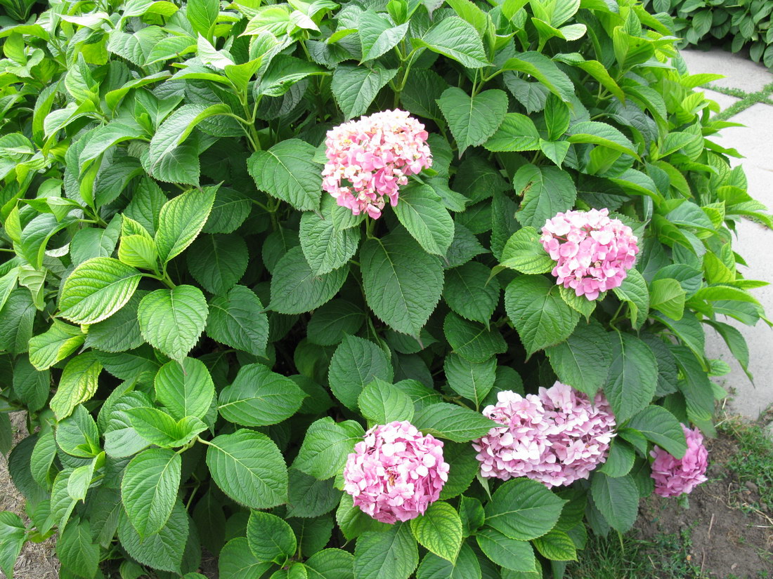 Изображение особи Hydrangea macrophylla.