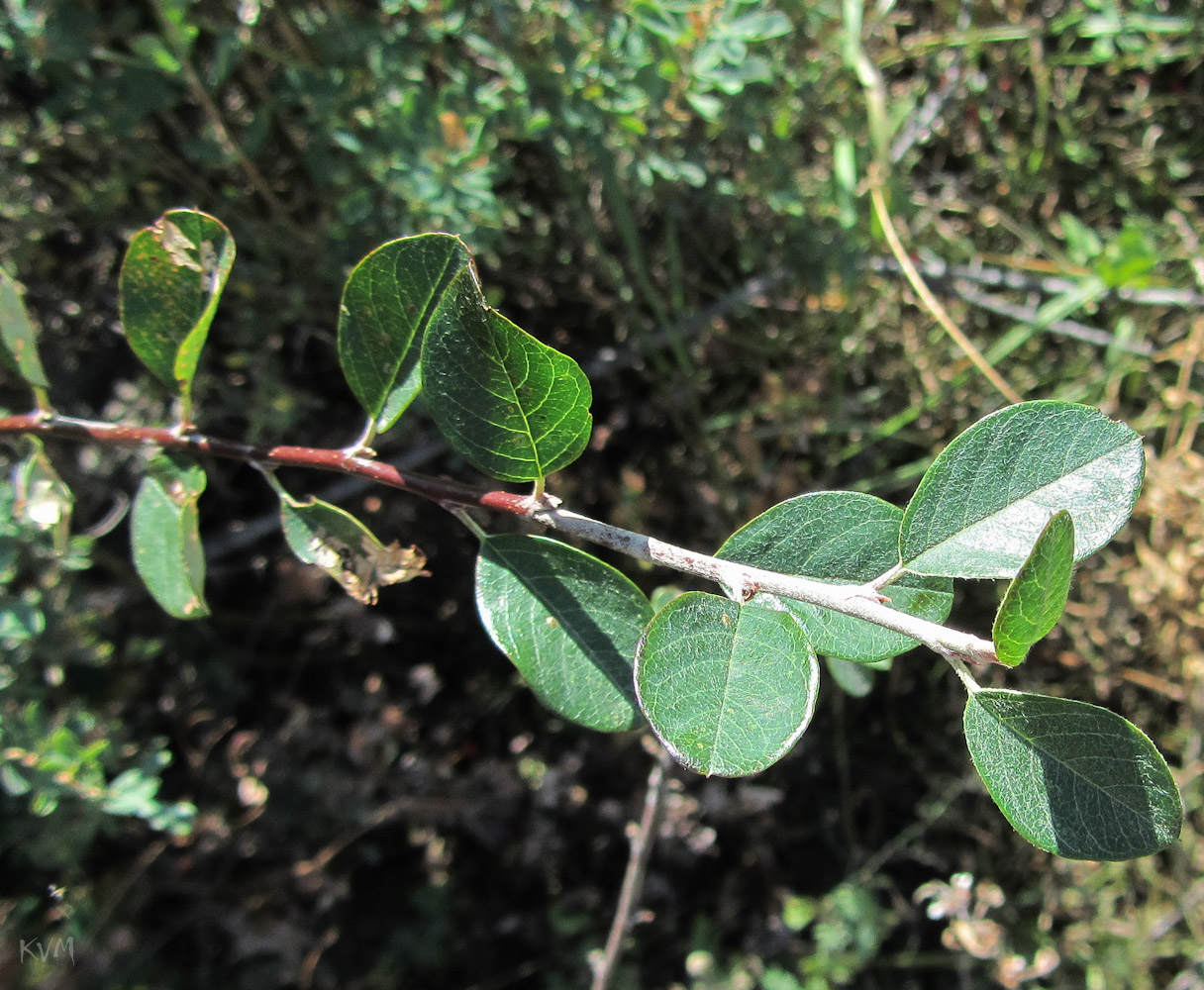 Изображение особи Cotoneaster oliganthus.