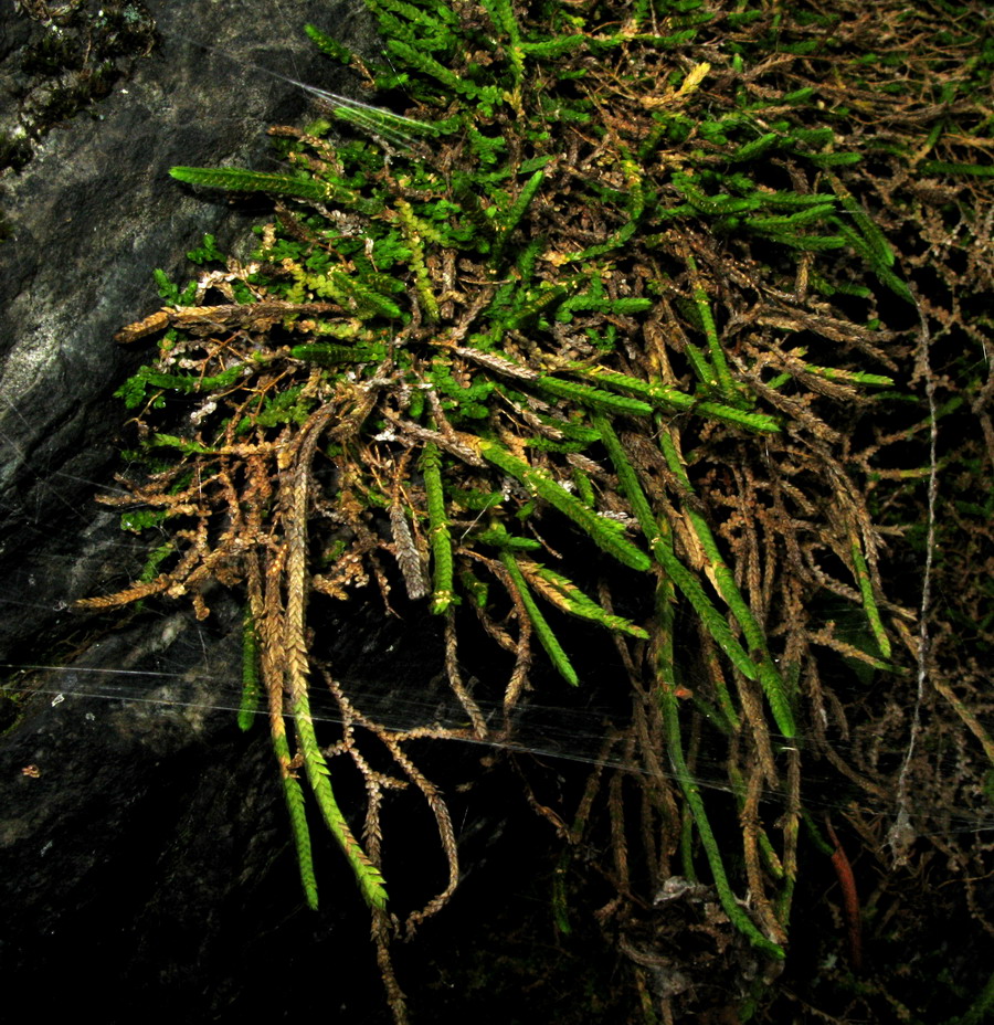 Изображение особи Selaginella sajanensis.