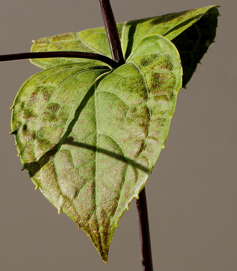 Image of Kirengeshoma koreana specimen.
