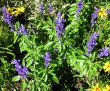 Salvia farinacea. Цветущее растение. Австрия, Вена, парк Ратхаус. 10.09.2012.