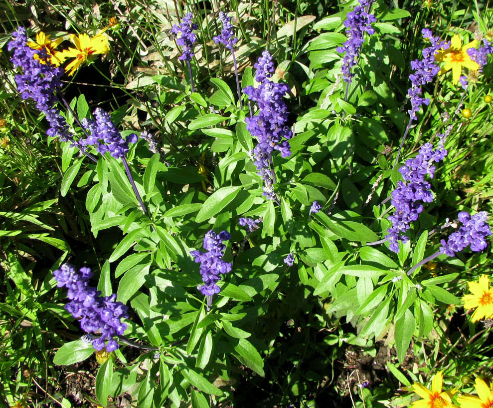 Image of Salvia farinacea specimen.