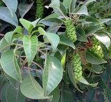 Phytolacca dioica. Побеги с незрелыми соплодиями. Испания, Каталония, г. Барселона, сквер возле набережной. 23.06.2012.