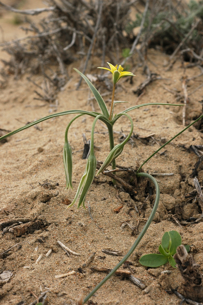 Image of Gagea divaricata specimen.