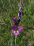 Gladiolus tenuis