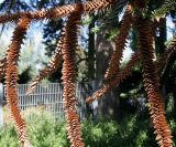 Araucaria araucana