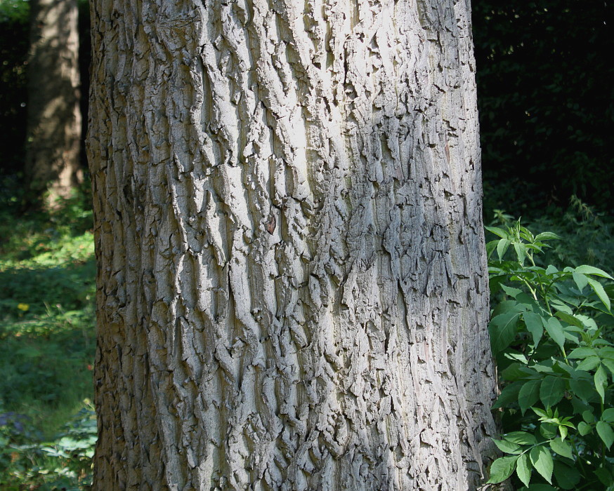 Изображение особи Juglans regia.