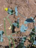 Coronilla scorpioides. Побег с цветками и плодами. Крым, Севастополь, 31 мая 2009 г.