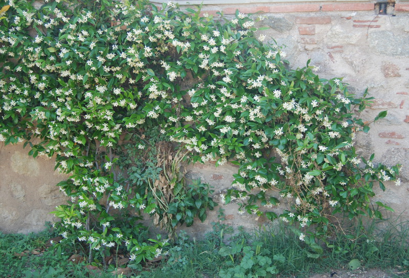 Image of Trachelospermum jasminoides specimen.