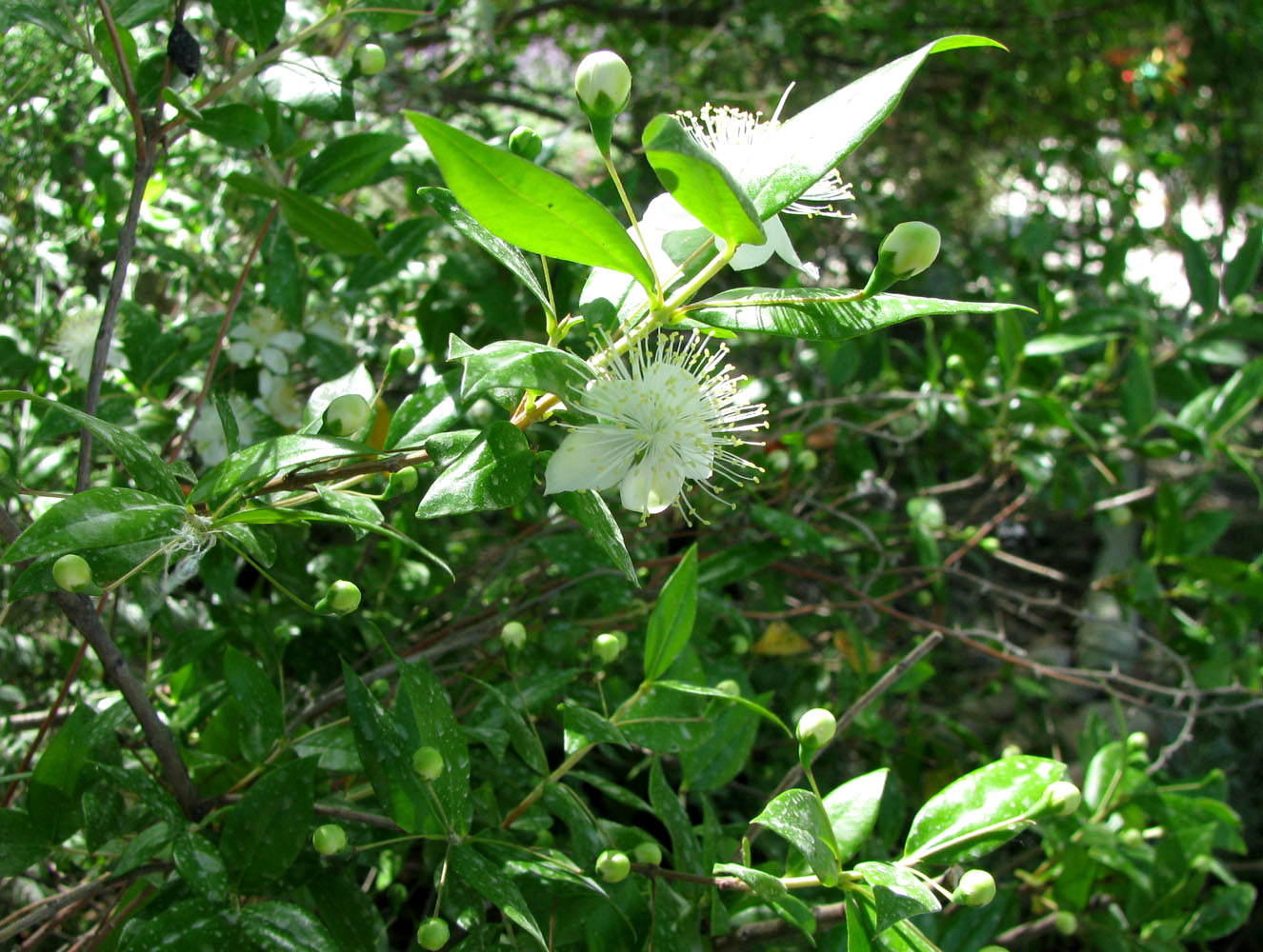 Image of Myrtus communis specimen.